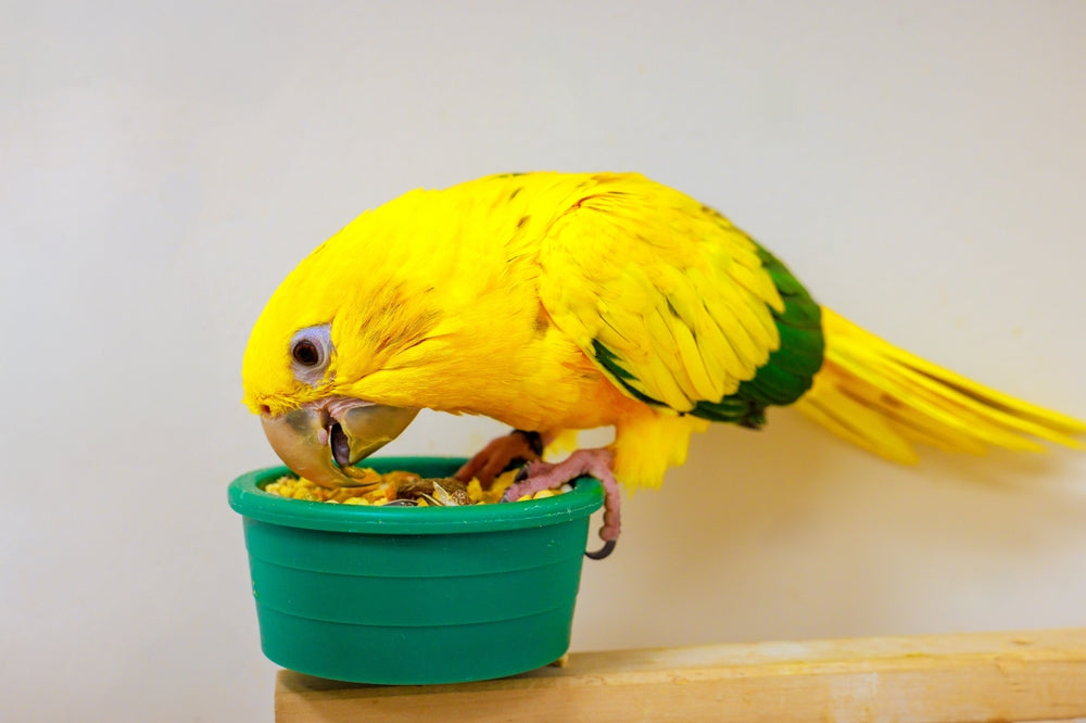 Best Diet for Parrots