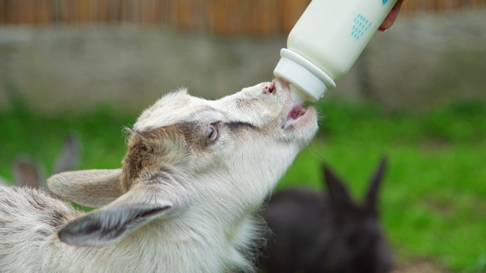 Goat Nutrition and Feeding
