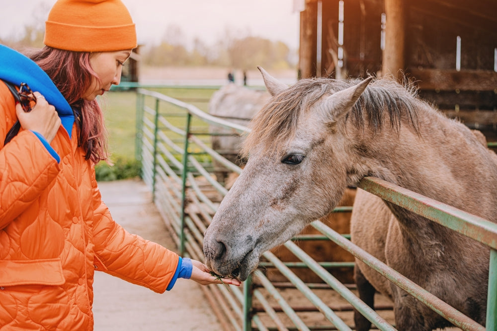 Feeding Pumpkin to Horses: What’s Safe and What’s Not in 2025 🎃🐴⚠️