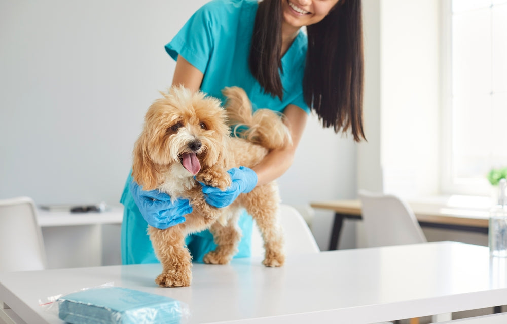 ✂️🐾 Pet Grooming Tips to Keep Your Furry Friends Looking and Feeling Fabulous ✨🐶🐱