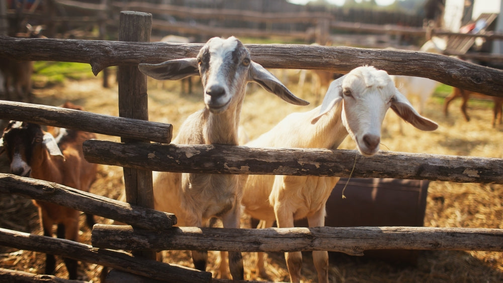 Sheep & Goat Respiratory Disease Impacts Cattle: Vet Insights 2025