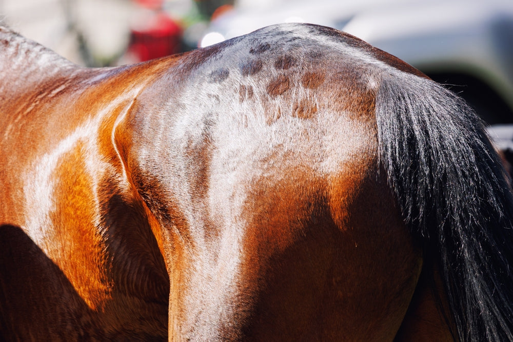 Skin Tumors in Horses: Sarcoids, Melanoma and Squamous Cell Carcinoma