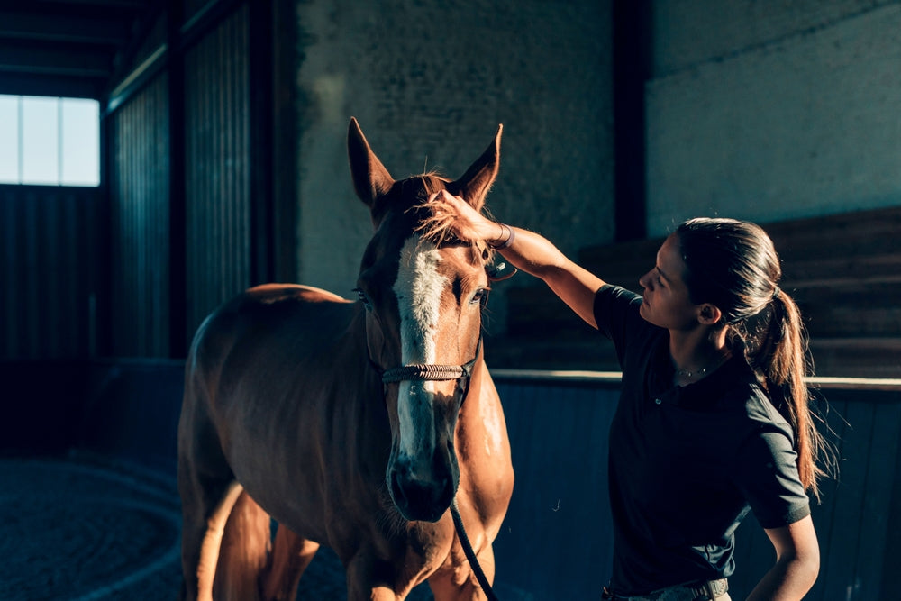 Horses' First Experience with Anything New Should Be a Positive One in 2025 🐴✨
