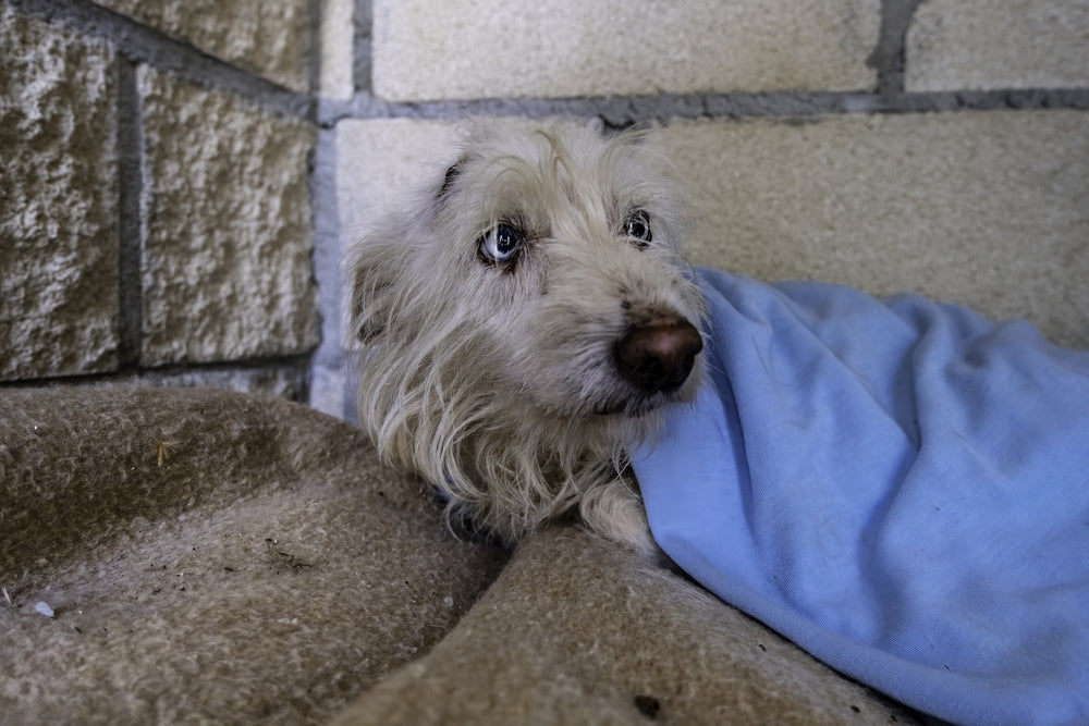 Diazepam for Dogs and Cats