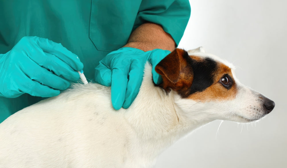 Milbemycin Oxime for Dogs and Cats