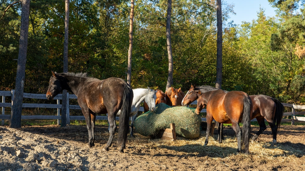 Healthy Weight Loss in Horses