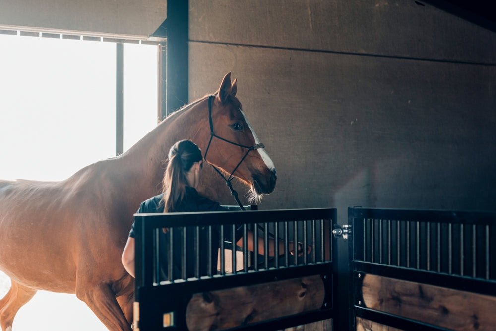 How To Prevent Gastric Ulcers in Horses