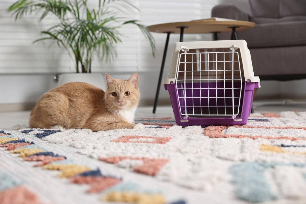 How to Train Your Cat to Feel Safe in Their Carrier