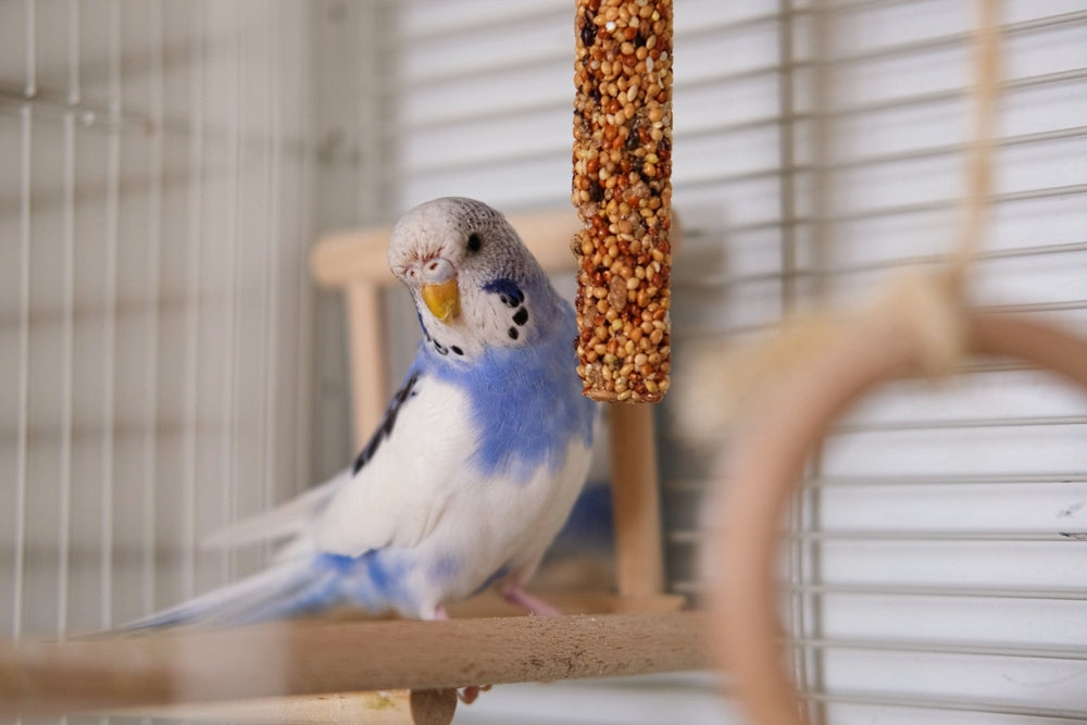 How to Switch Your Bird to a Healthier Diet