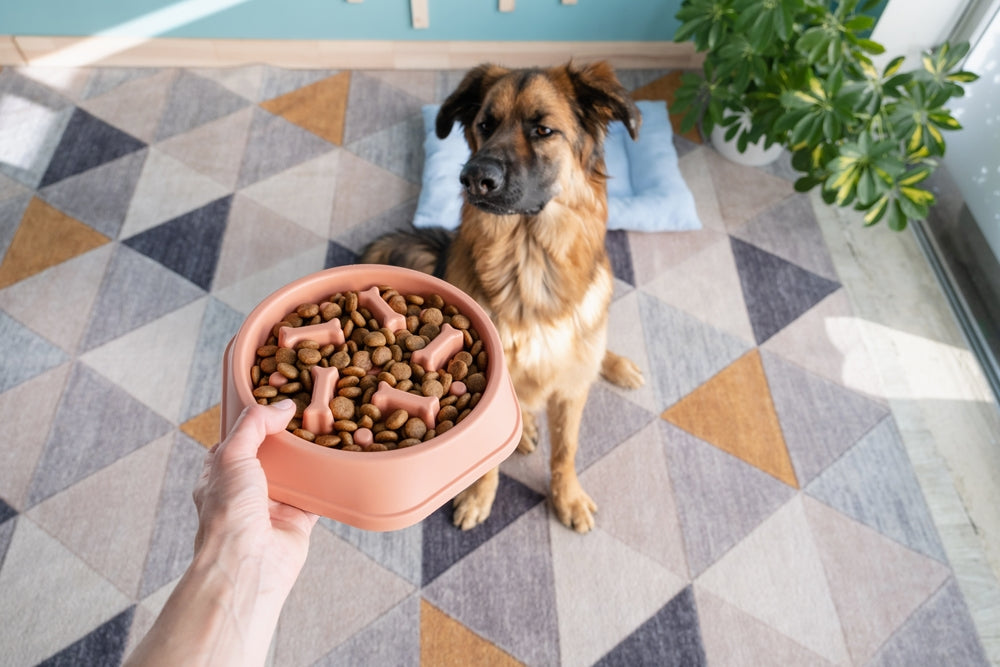 What Is the Best Diet for My Dog?
