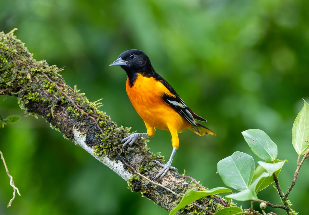 Environmental Enrichment for Birds