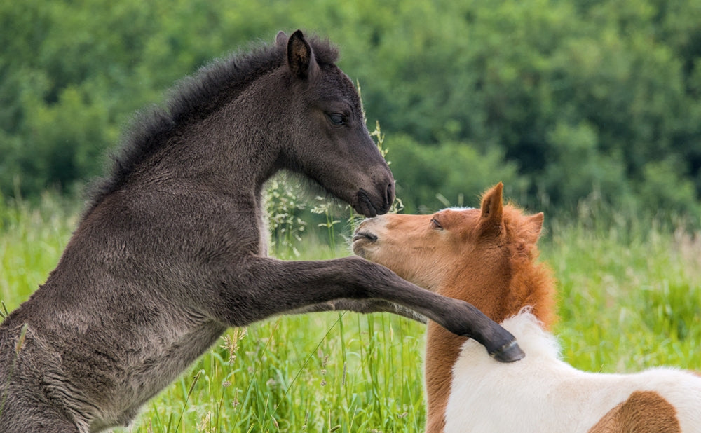 Foal CPR