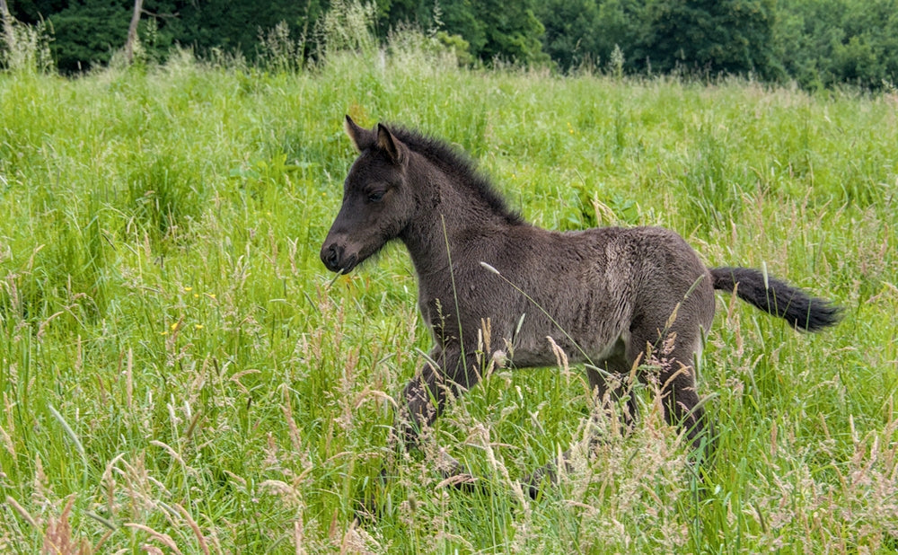 Understanding Weight Loss in Foals