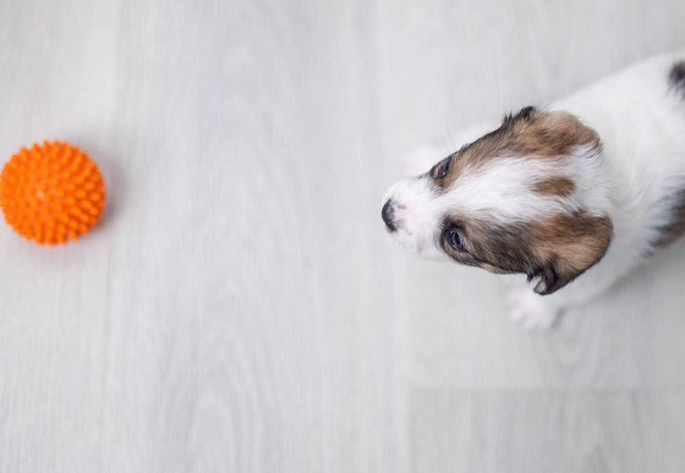 Safe Toys for Puppies