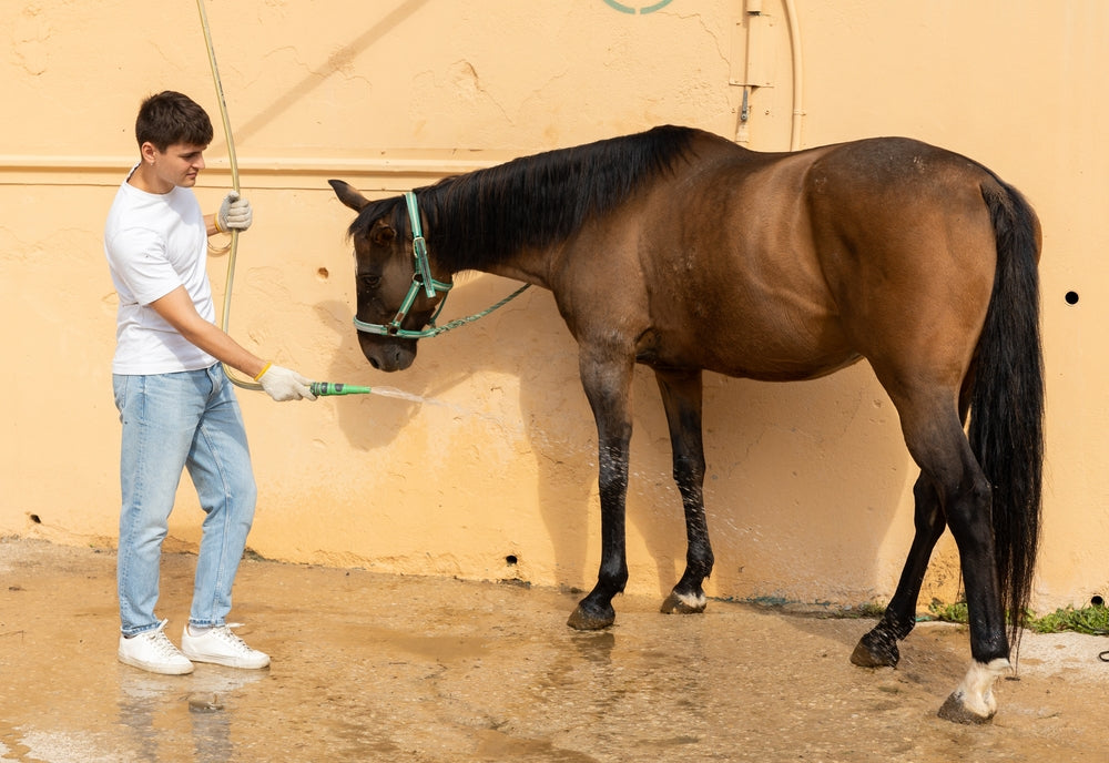 Vet Guide: Red or Orange Horse Urine in Snow 🐴❄️ | 2025 Urine Oxidation or a Health Concern?