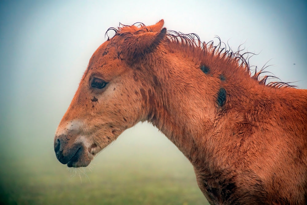 Why Is My Foal’s Eye Watering, Swollen, or Cloudy?