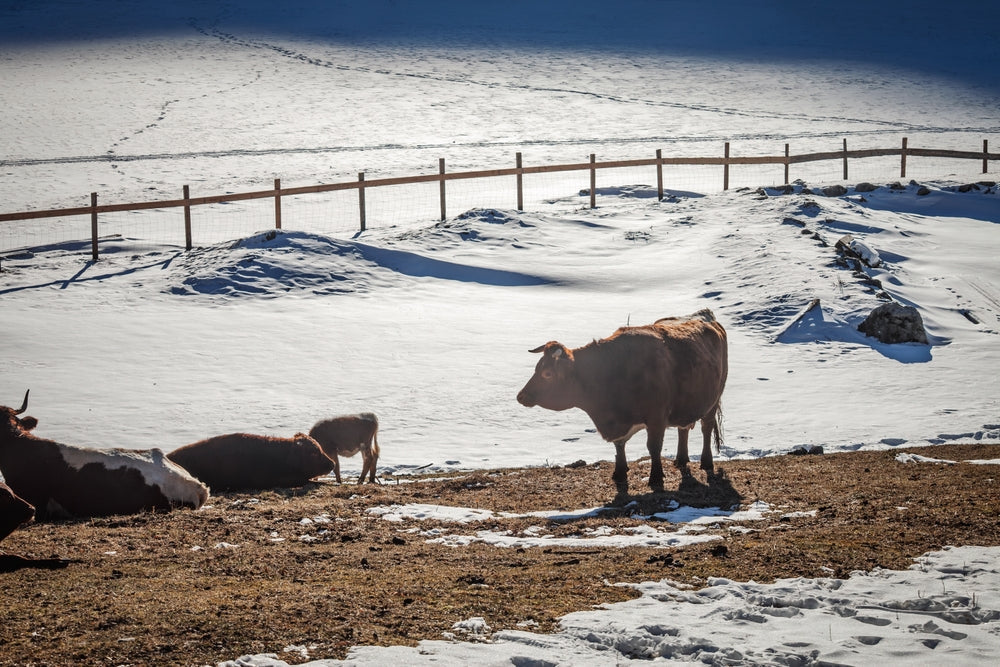 Winter Feeding of Beef Cattle