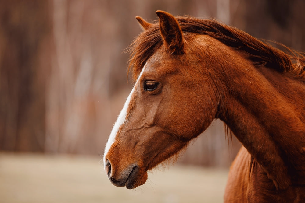 Weekly Diclazuril to Prevent EPM in Horses