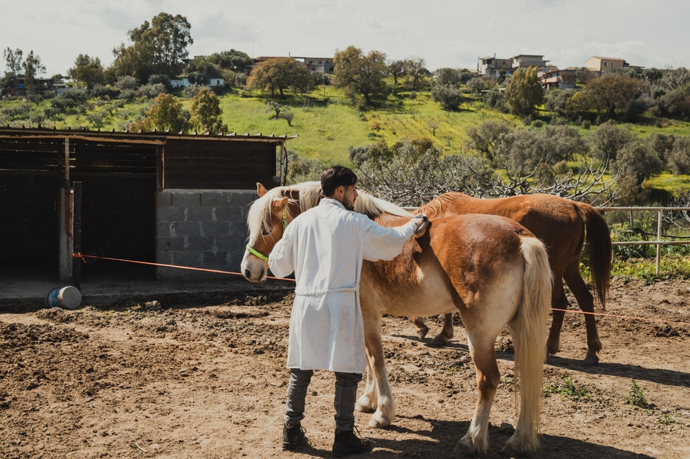 How to Prevent Contagious Diseases in Horses