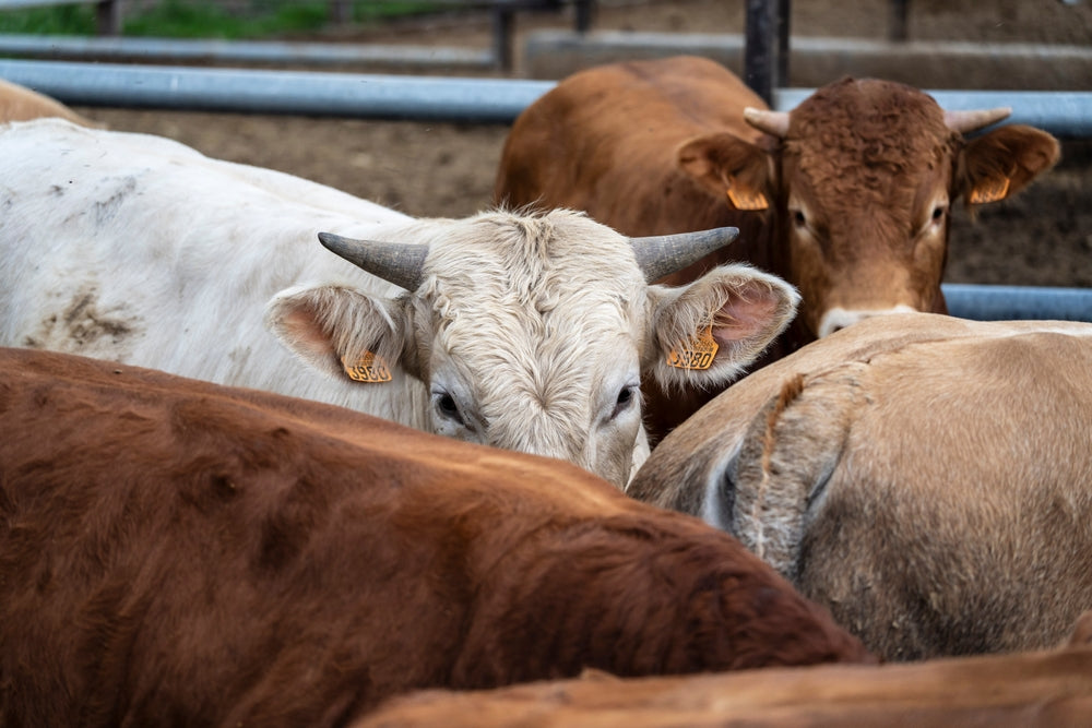 Late Gestation Nutrition in Beef Cows