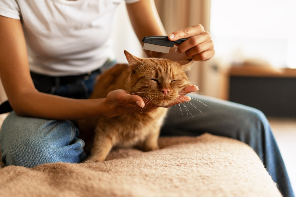 How Often Should You Brush Your Cat?