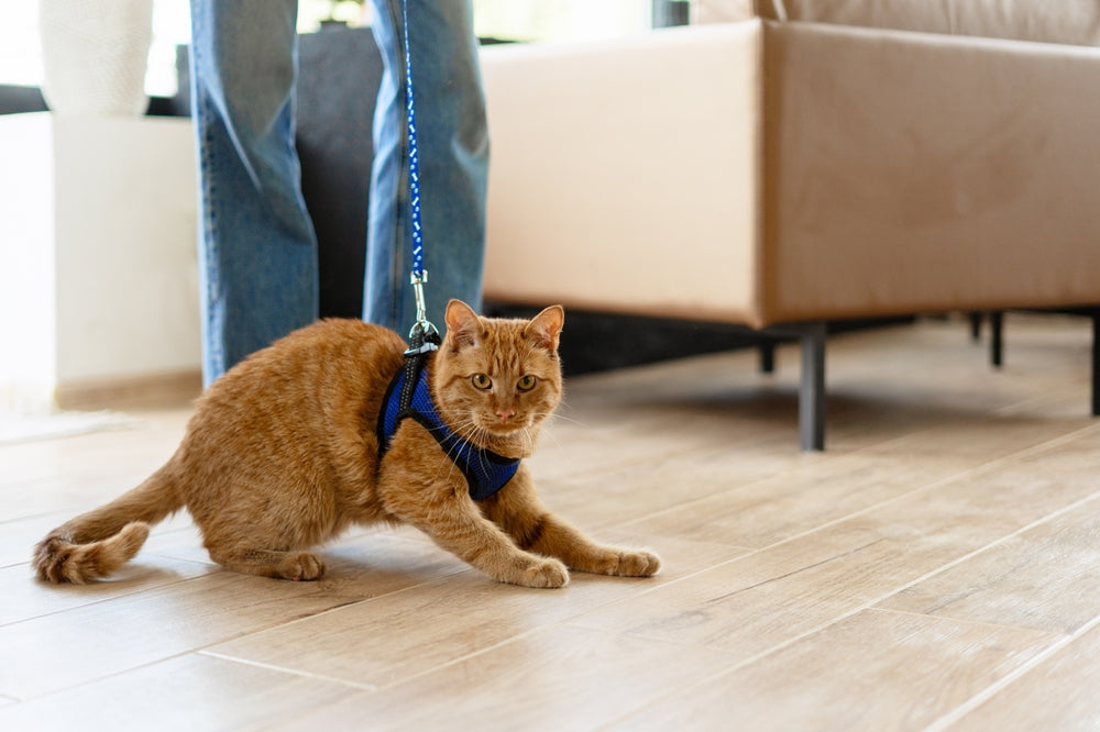 How to Crate Train a Cat