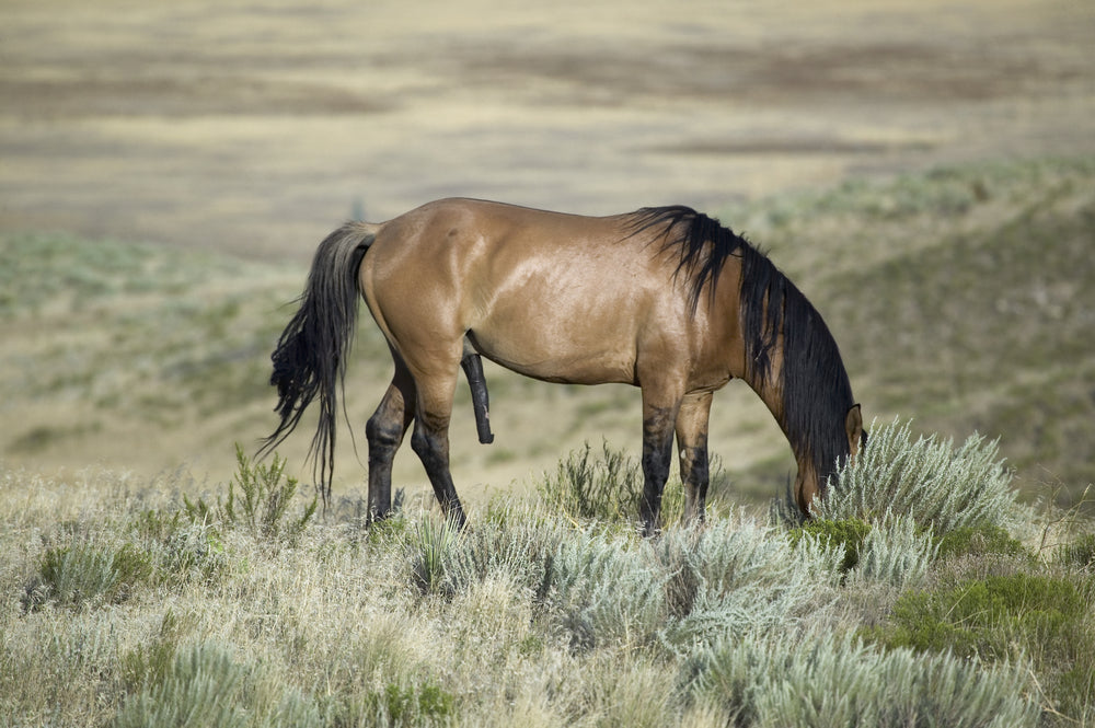 Cryptorchid Testicle Descent in Horses