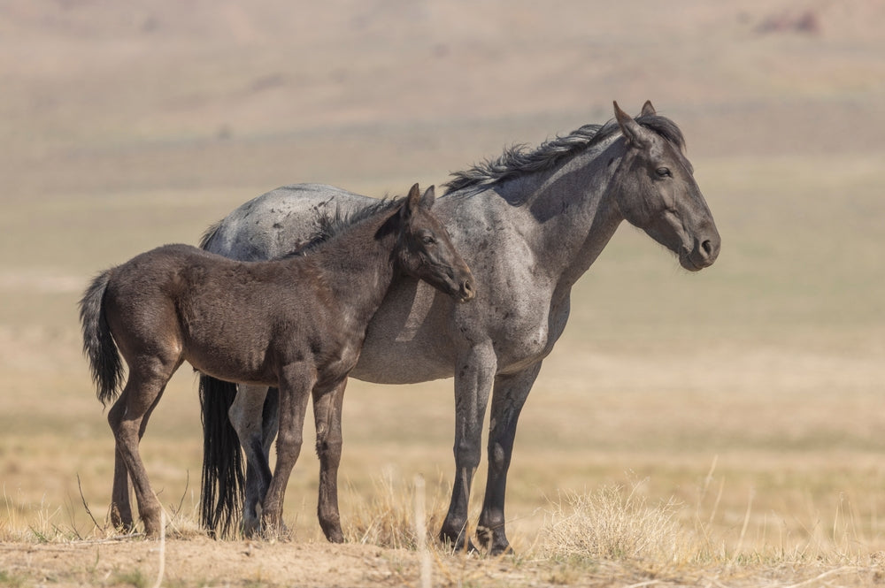 Mare Foaling Checklist: How To Prepare Before Your Foal Is Born