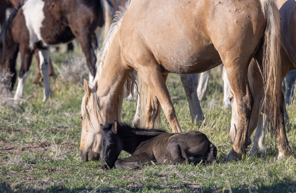 CPR in Newborn Foals: Vet-Backed Emergency Techniques for 2025 🐴🆘💨