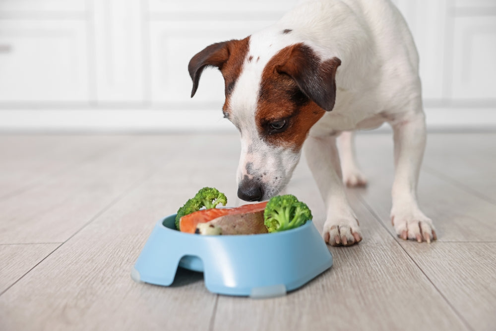 What Vegetables Can Dogs Eat Safely?