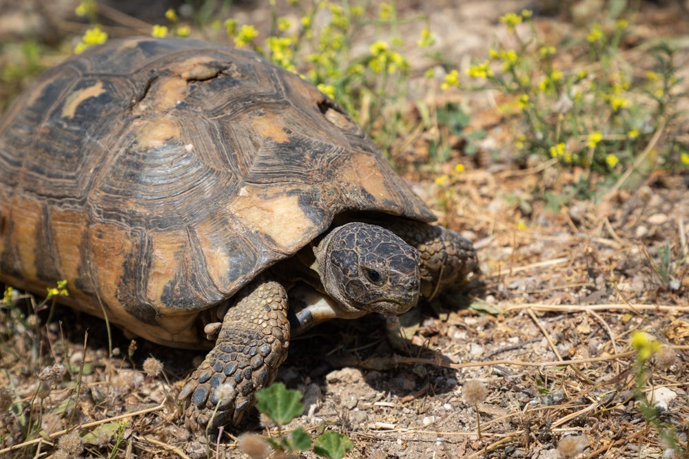 Metabolic Bone Disease in Reptiles: A Vet’s 2025 Guide to Nutritional Secondary Hyperparathyroidism 🦎🦴 | Dr Duncan Houston BVSc