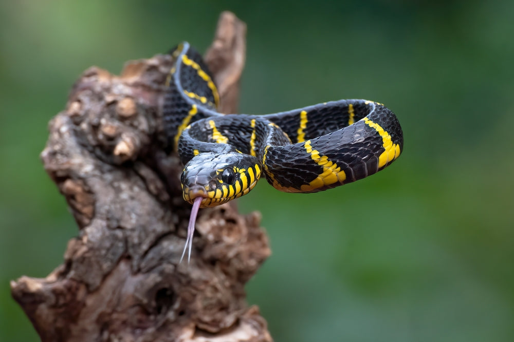 Inclusion Body Disease in Snakes: A Vet’s 2025 Guide to IBD, Reptarenavirus & Prevention 🐍🧬 | Dr Duncan Houston BVSc