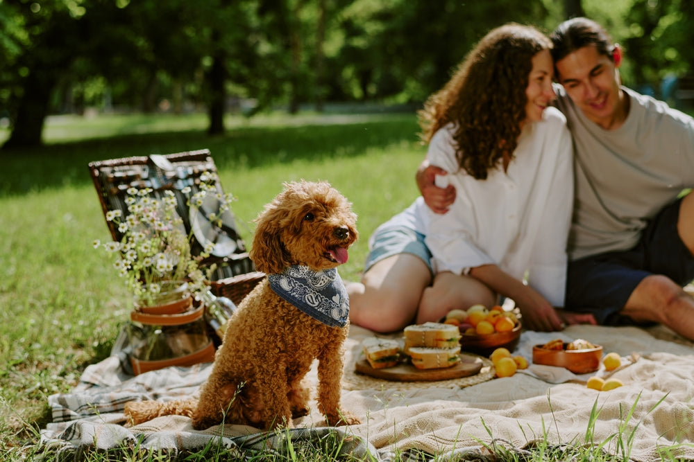 How to Plan a Safe and Healthy Picnic for Your Dog 🧺🐶🌿