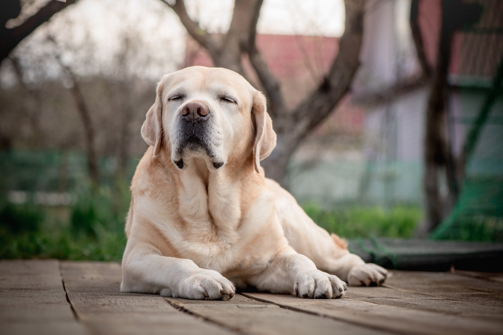 Senior Dog Health Issues