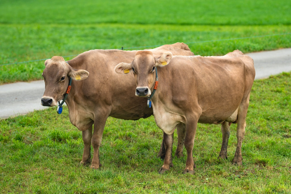 Grass Tetany in Beef Cows: Signs, Emergency Treatment and Prevention