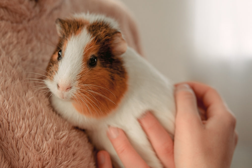 Guinea Pig Care