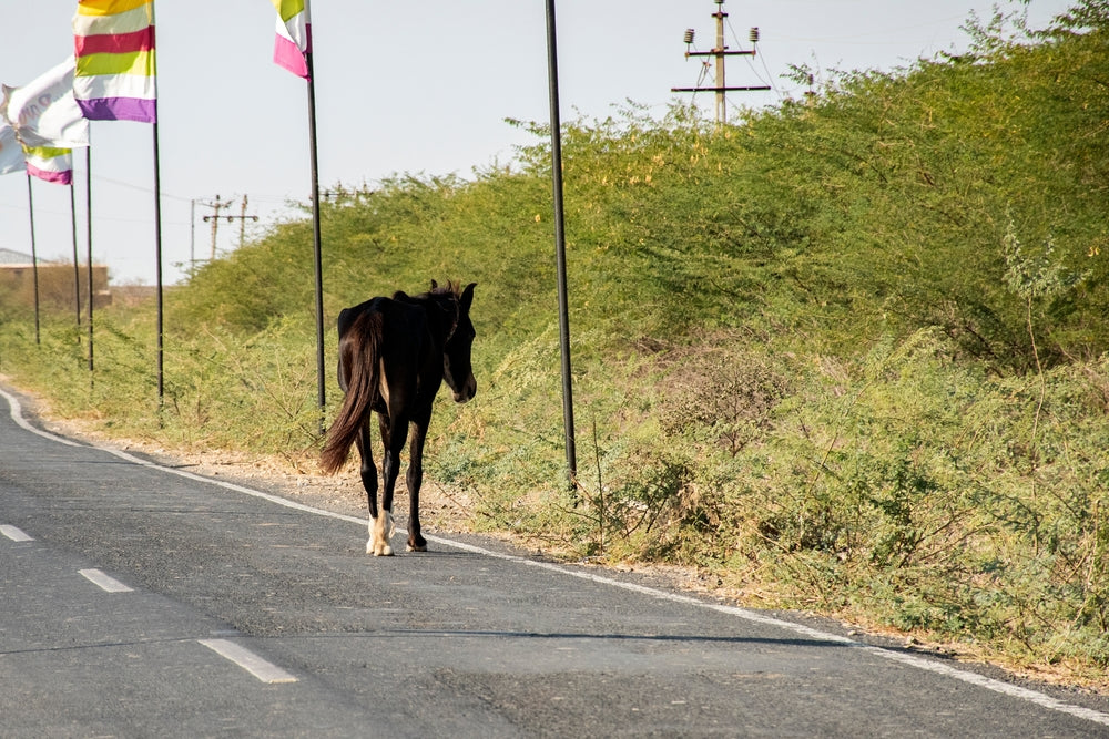 Vitamin E for Stressed Horses
