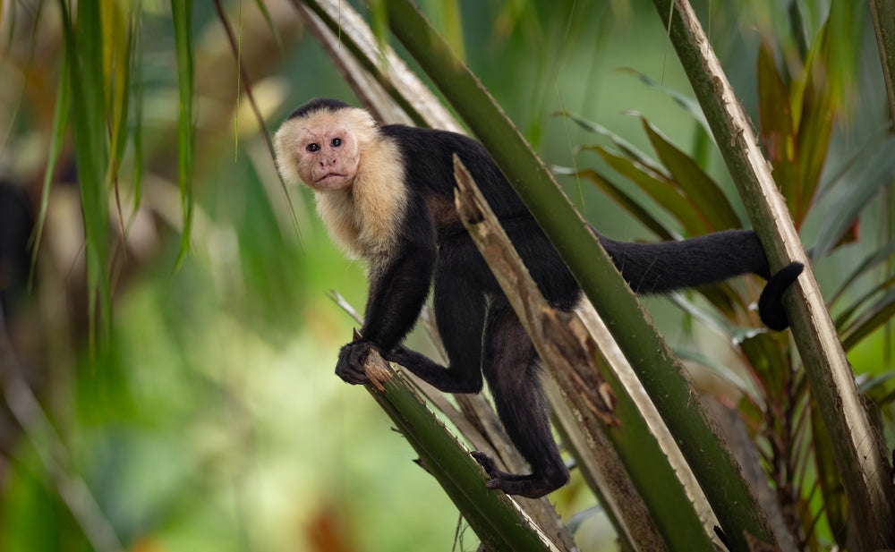 Why Wild Animals Make Bad Pets