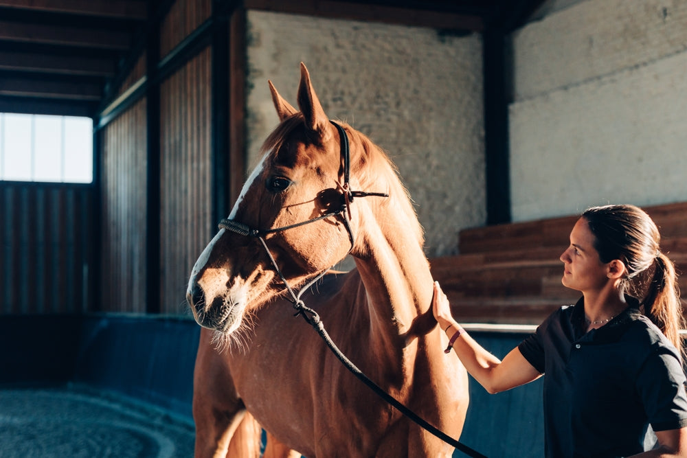 How to Check Your Horse’s Health at Home