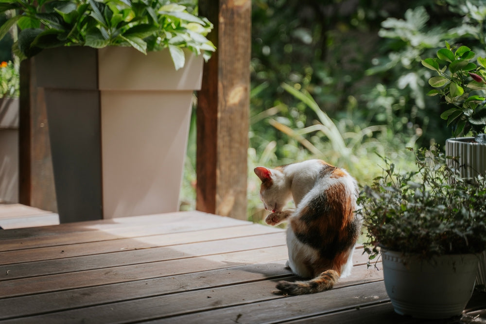 How to Keep Outdoor Cats Safe and Healthy