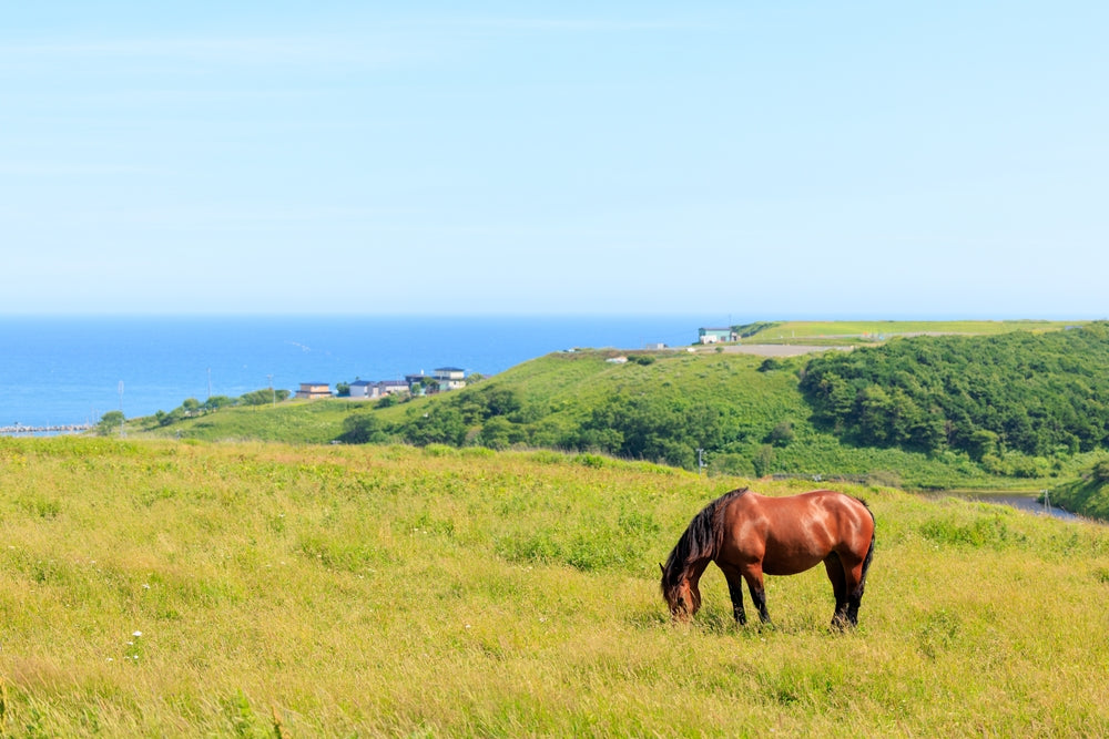 When Is the Safest Time for Horses to Graze?