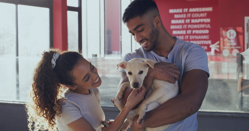 Vet-Approved Guide: The Role of Love and Companionship in Pet Health – The Human–Pet Bond ❤️🐾