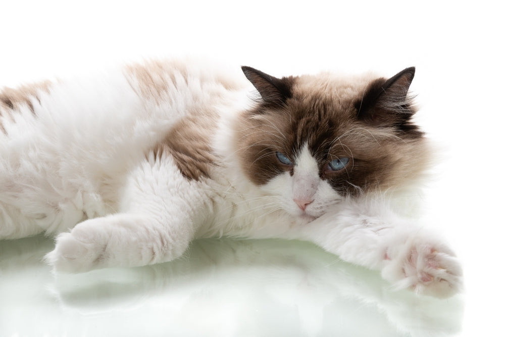 Arthritis Medications for Dogs and Cats