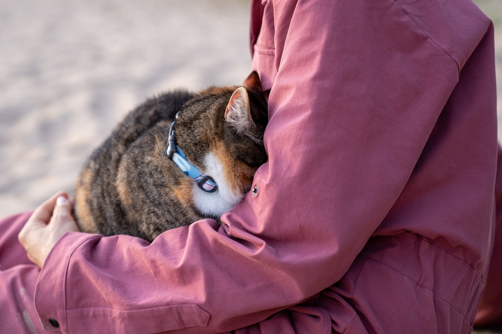 Acepromazine for Dogs and Cats