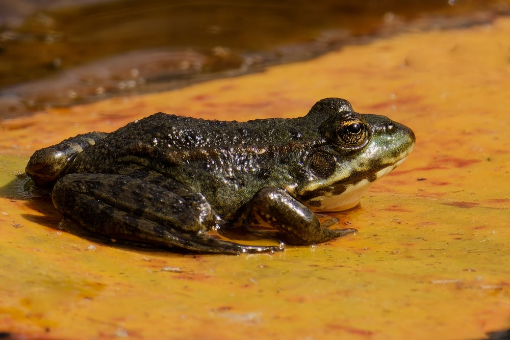 Nematodiasis in Amphibians: A Vet’s 2025 Guide to Worm Infections, Treatment & Prevention 🐸🧪 | Dr Duncan Houston BVSc