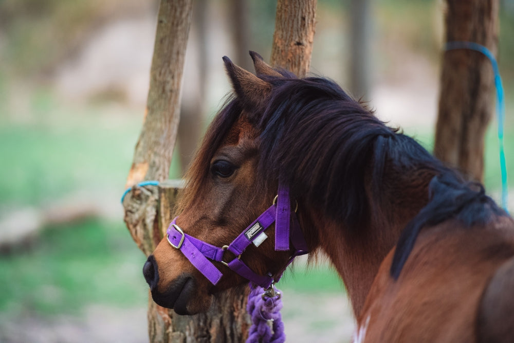 How To Prevent Tying Up in Horses Through Nutrition
