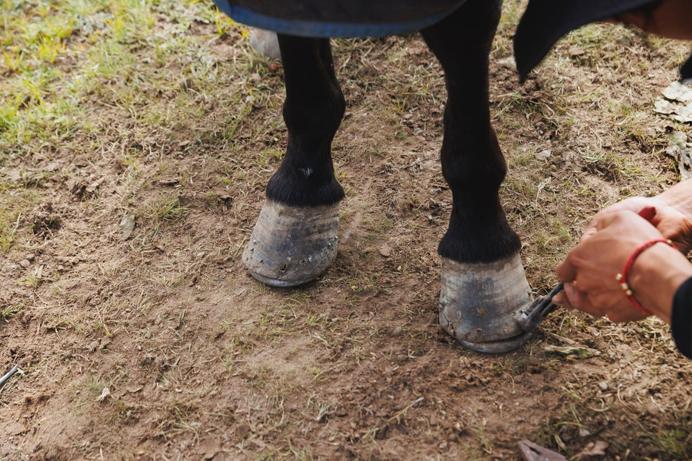 Thoroughbred Horse Feet