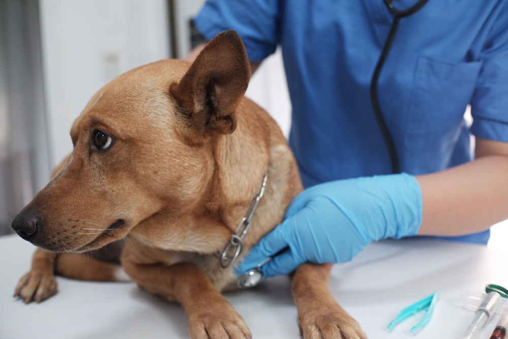 Alprazolam for Dogs and Cats