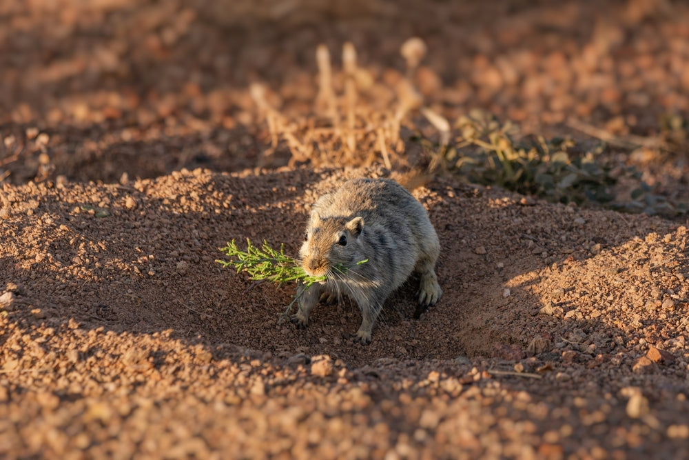 Rat, Mouse and Guinea Pig Reproduction: Sexual Maturity, Pregnancy and Breeding Risks