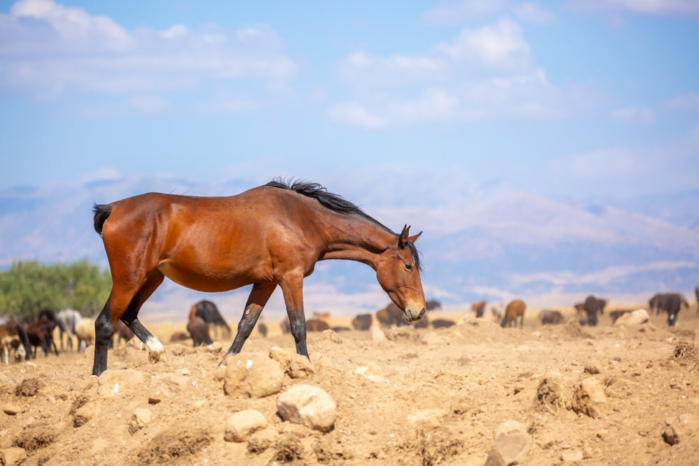Retained Placenta in Mares